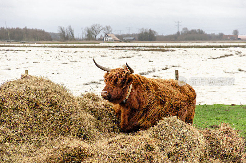Highland cow during a flood